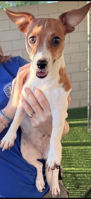 Elle May, Jack Russell Terrier, young, available for adoption
