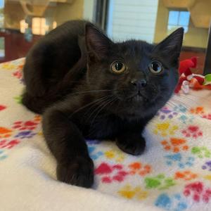 Bumble, kitten, available for adoption