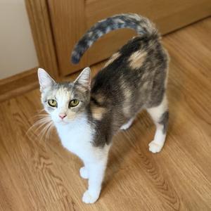 Bahiti, young, available for adoption