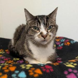 Axle, senior, available for adoption