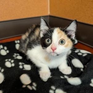 Brooklyn, kitten, available for adoption