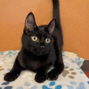 Concord, kitten, available for adoption