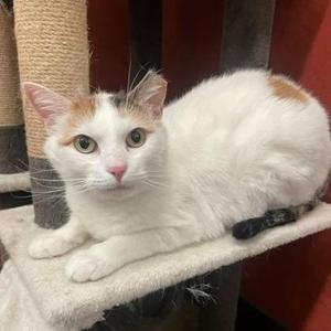 Alexis, adult, available for adoption