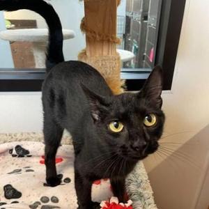 Blackie, adult, available for adoption