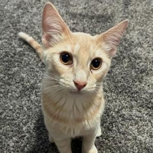 A close-up of a light-colored cat with large, expressive eyes, sitting on a textured gray surface.
