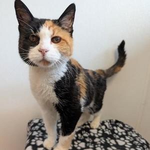 Callie, senior, available for adoption