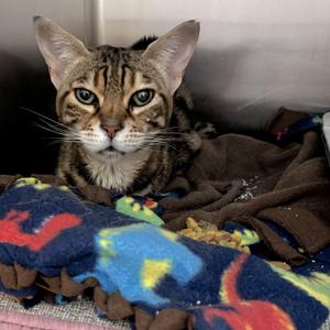 Bagel, senior, available for adoption