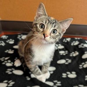 Bailey, kitten, available for adoption