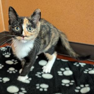 Bella, kitten, available for adoption