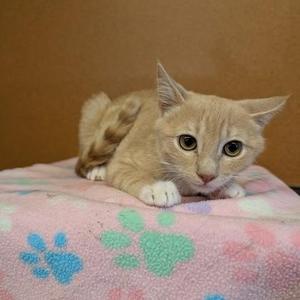Bobby McGee, kitten, available for adoption