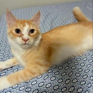 Achilles, young, available for adoption