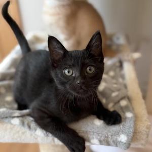 Albert, kitten, available for adoption