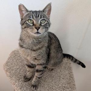 A gray tabby cat sitting on a textured surface, looking directly at the camera with bright green eyes.