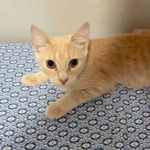 A ginger cat lying on a patterned blue and white blanket.