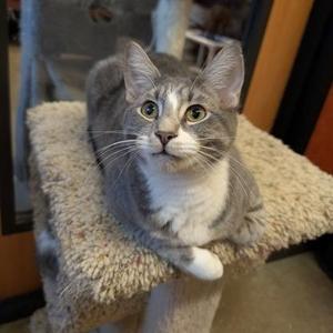 Boxter, young, available for adoption