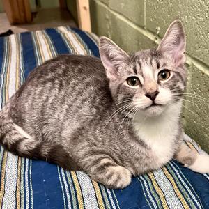 Boxter, kitten, available for adoption