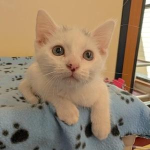 Barney, kitten, available for adoption