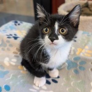 Baylor, kitten, available for adoption