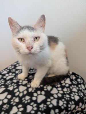 A white and gray cat with green eyes sitting on a black and white patterned blanket.