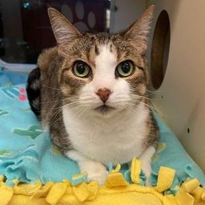 Cleo, senior, available for adoption