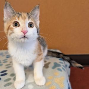 Clawdia, kitten, available for adoption