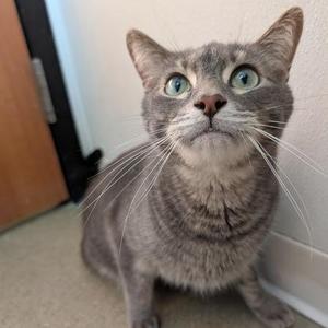Buddy, adult, available for adoption