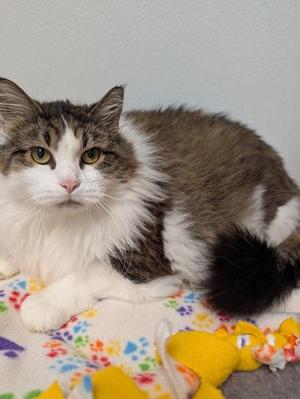 Demeka, adult, available for adoption