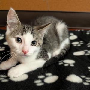 Billy, kitten, available for adoption