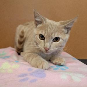 A light-colored cat with large eyes and pointed ears is lying on a pink blanket with blue and purple paw prints. The background is a plain brown wall.