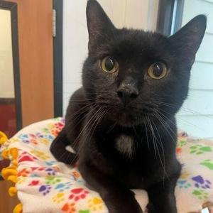 Brody, adult, available for adoption