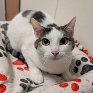 A white and gray cat with green eyes is lying on a blanket with red and black paw prints.
