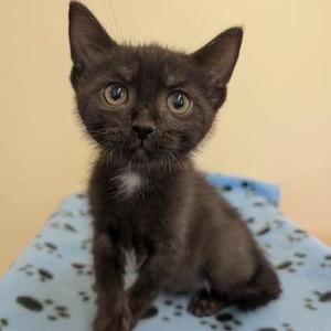 A black kitten with green eyes sitting on a blue blanket with paw prints.