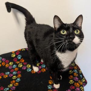 Astonia, senior, available for adoption