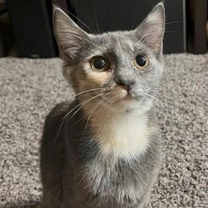 Aphrodite, young, available for adoption