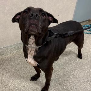 Jenny, Mixed Breed (Medium), adult, available for adoption