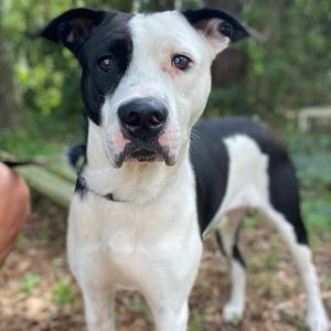 Cozmo, Mixed Breed (Large), adult, available for adoption