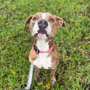 Jaxson, Mixed Breed (Large), adult, available for adoption