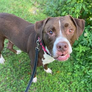 A brown and white dog with a pink collar and black leash standing on grass.