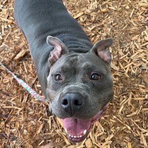 Kimbo, Mixed Breed (Medium), adult, available for adoption