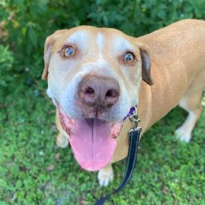 Clover, Mixed Breed (Large), senior, available for adoption