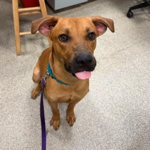 Jerry, Mixed Breed (Large), adult, available for adoption