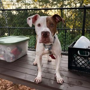 Bessy, Mixed Breed (Large), adult, available for adoption