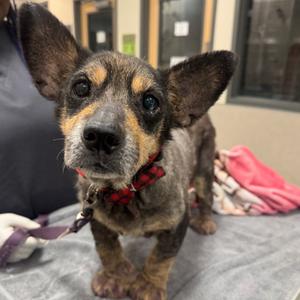 Gus, Mixed Breed (Small), senior, available for adoption