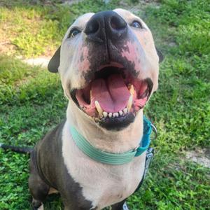 Koda, Mixed Breed (Large), adult, available for adoption