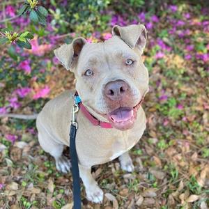 A tan pitbull mix with bright blue eyes sits in grass and pink flowers, looking up at the camera with its mouth open.