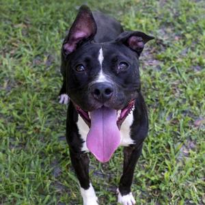 A black and white dog with a pink tongue sticking out, standing on grass.