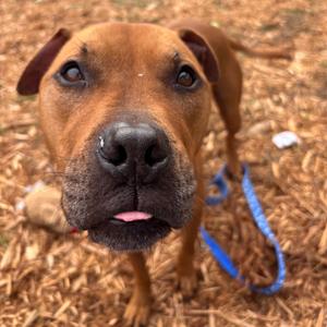 Copper, Mixed Breed (Medium), adult, available for adoption