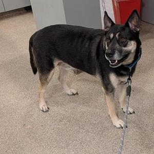 Kobi, Mixed Breed (Large), adult, available for adoption