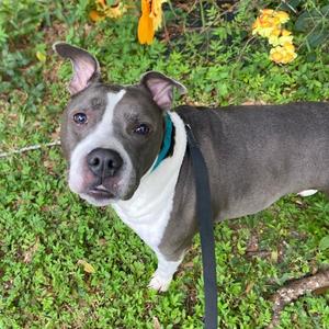 Buddha, Mixed Breed (Medium), adult, available for adoption