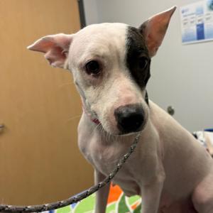 Amelia Bedelia, Mixed Breed (Medium), adult, available for adoption